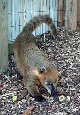 Coati2_web.jpg