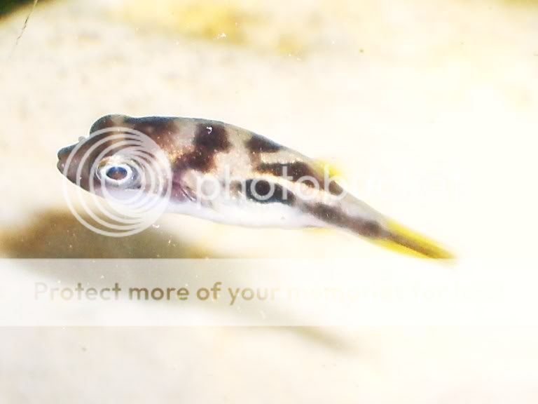 minipuffer098.jpg