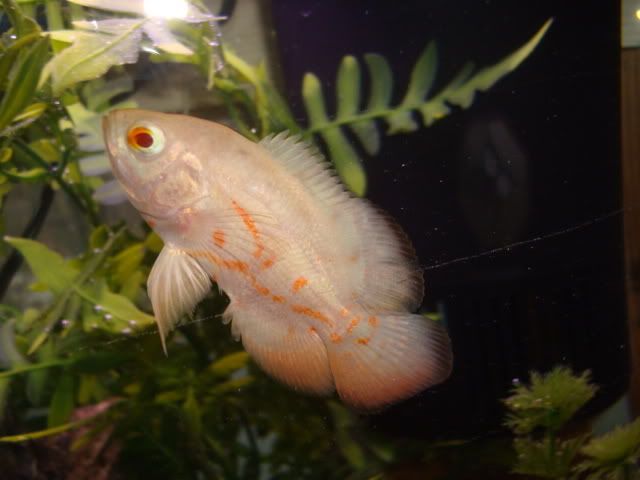 tropicalfish008.jpg