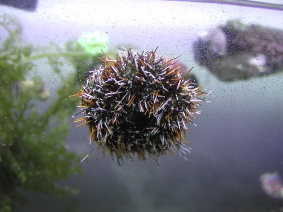 urchin2.jpg