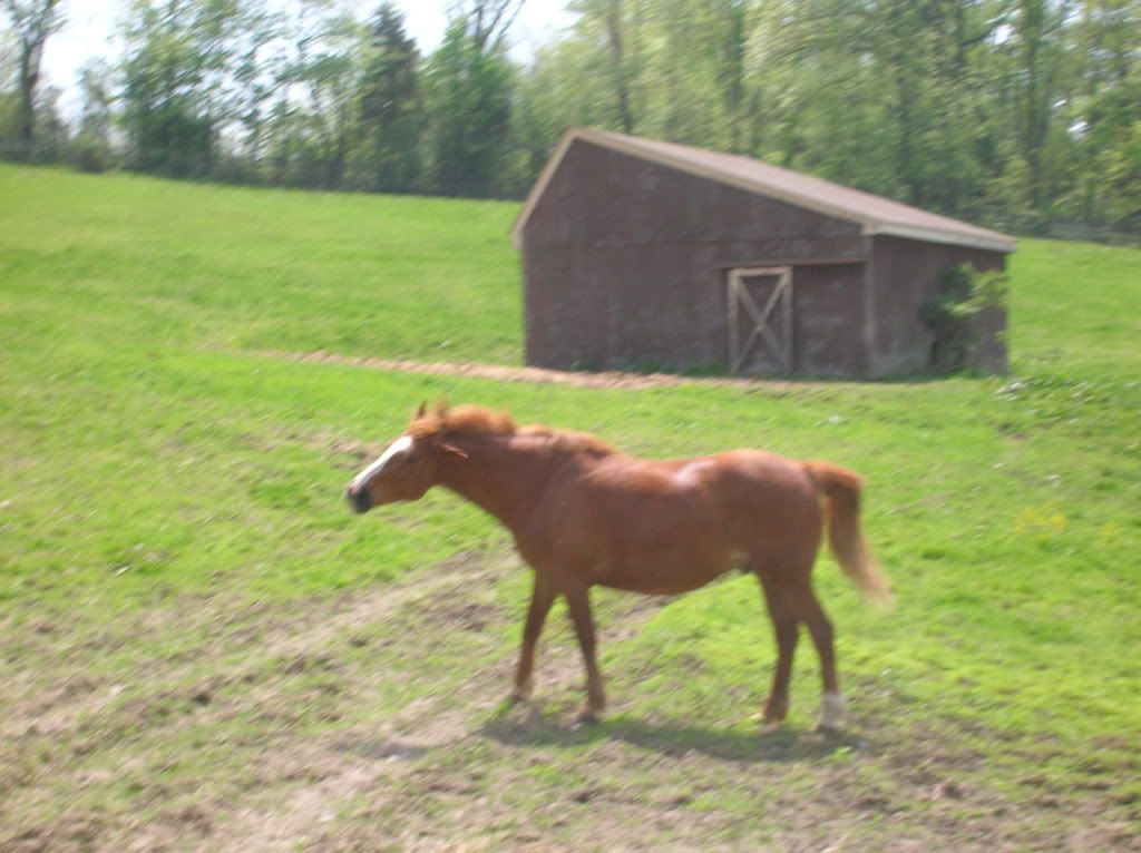 horses12021.jpg