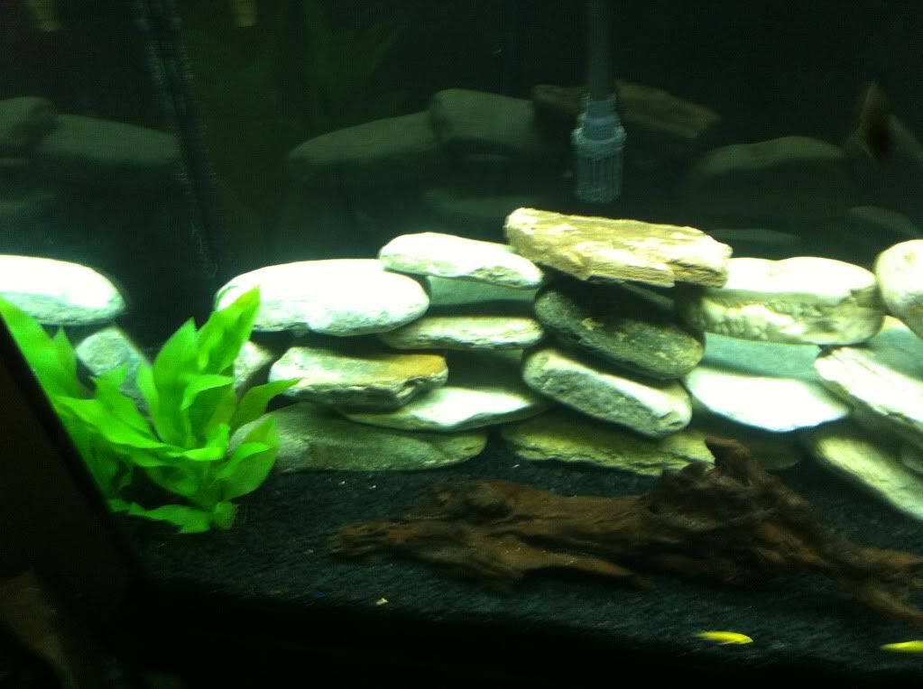 babycichlids003.jpg