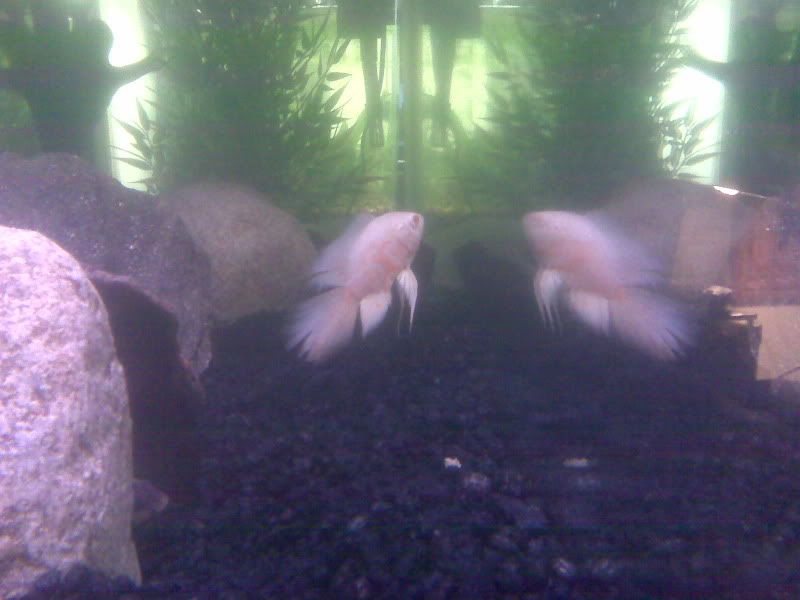 IMG00418.jpg
