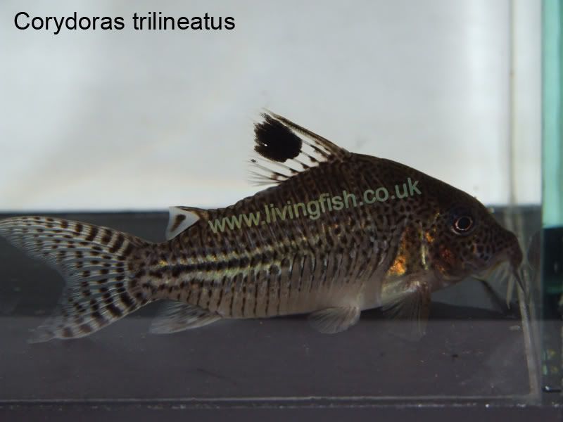 Corydoras-trilineatus.jpg