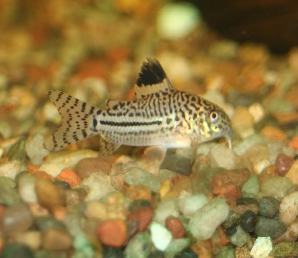 Cordydorastrilineatus.jpg
