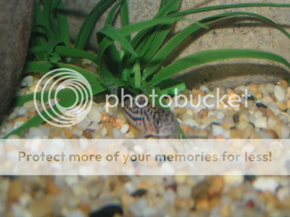 PICT0074.jpg