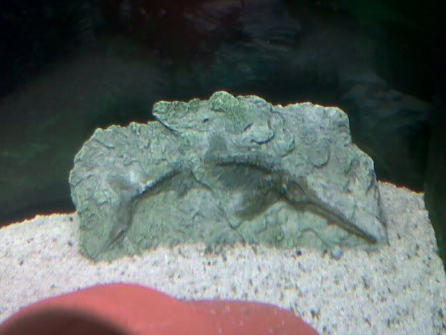 IMG00079-20110413-2259.jpg