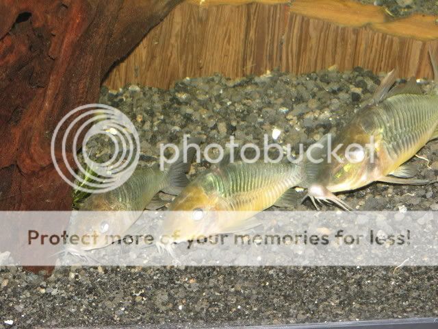 IMG_3133.jpg