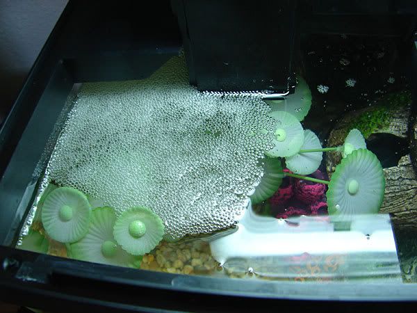 bubblenest_outside.jpg