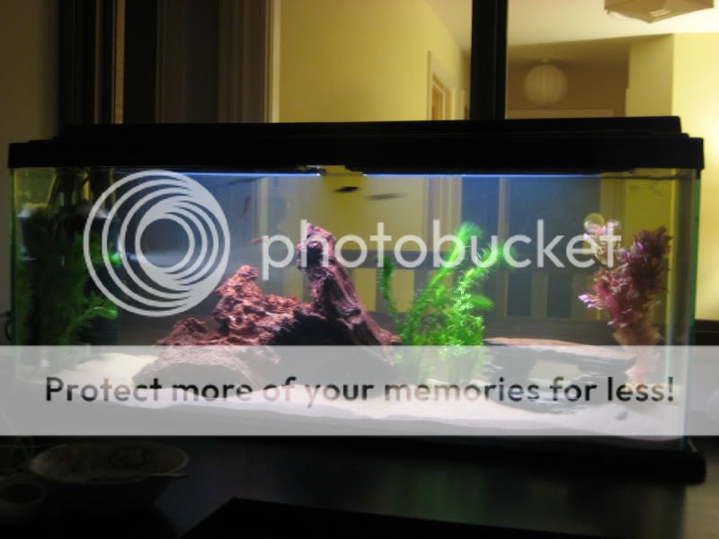 fishtank002.jpg