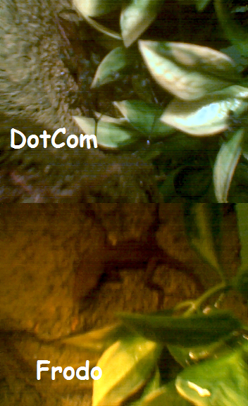 anoles2.png