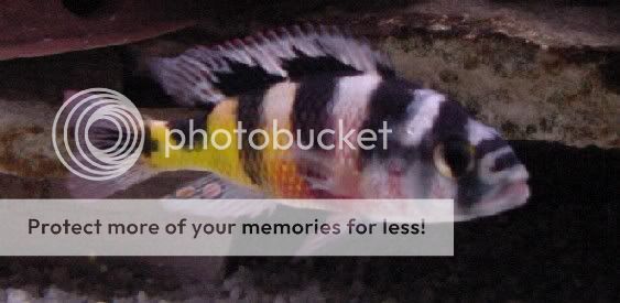 Astatatilapia20latifasciata.jpg
