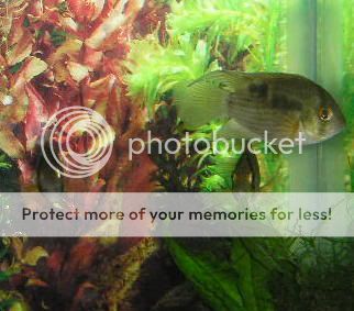newtank0232.jpg