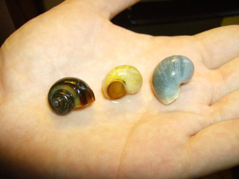 snails001.jpg