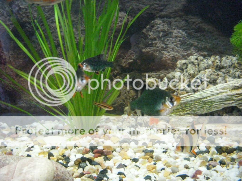 green_barbs.jpg