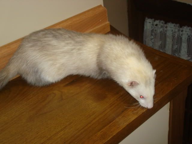 ferrets039-1.jpg