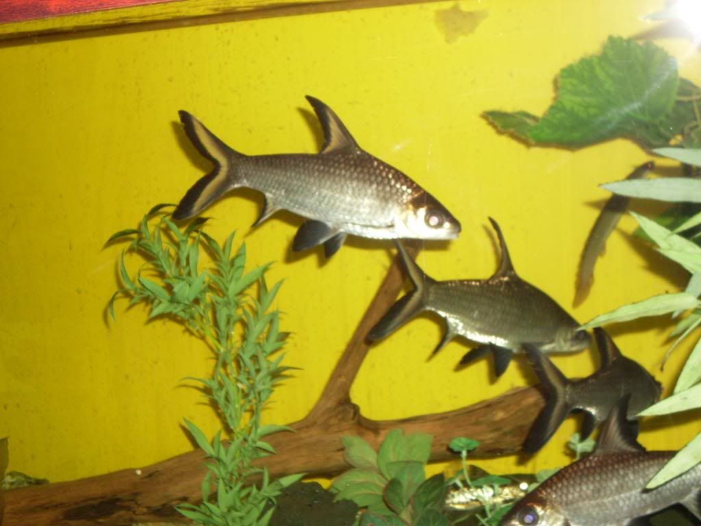 silverdollarzandcommunitytank080.jpg