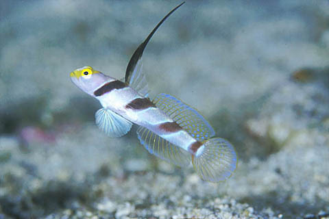 goby030-2.jpeg