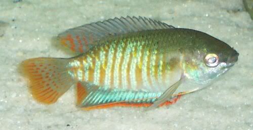 gourami3.jpg