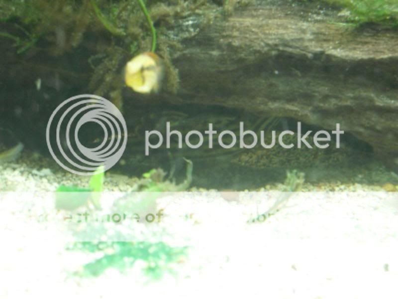 fishtwo017.jpg