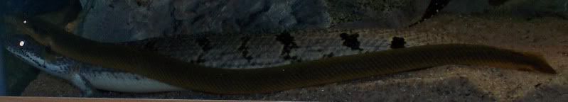 fish012.jpg
