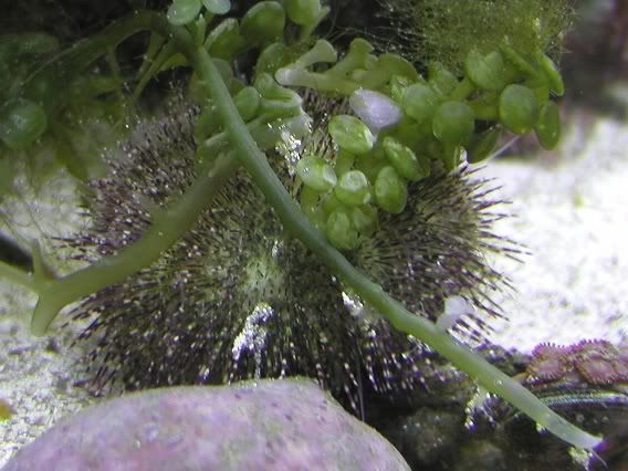 urchin1-1.jpg