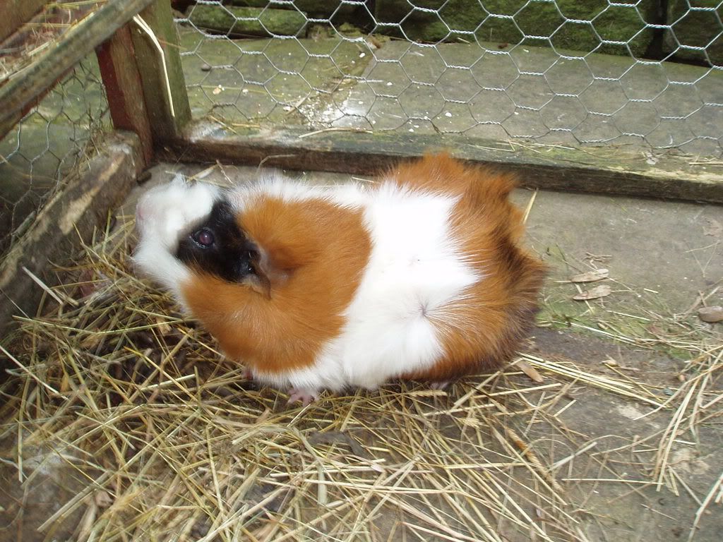 Guinea.jpg