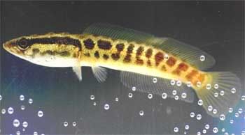 snakehead.jpg