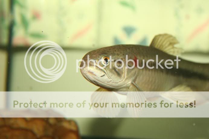 Feeding Time Tropical Fish Forums