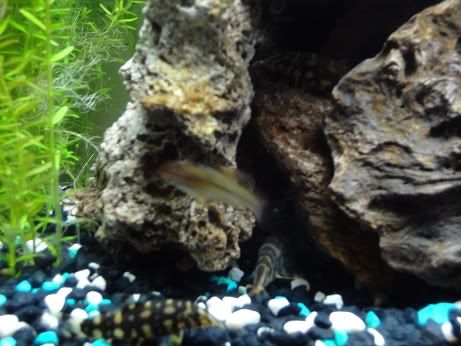loach.jpg