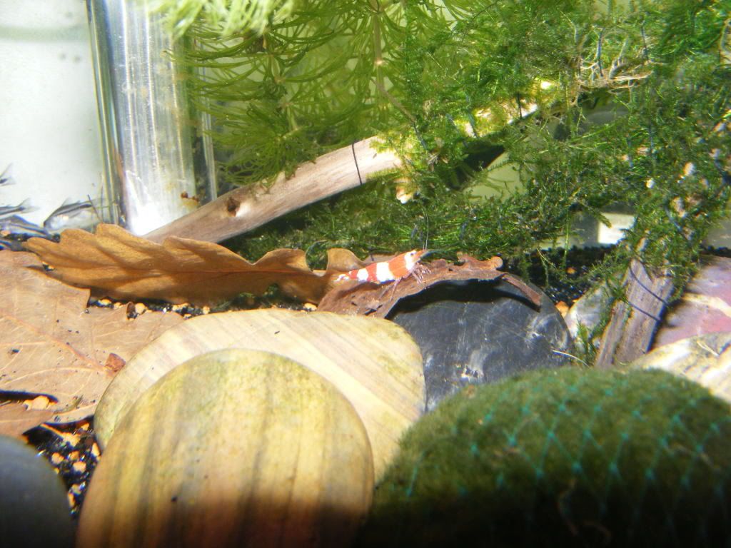 DSCF0858.jpg