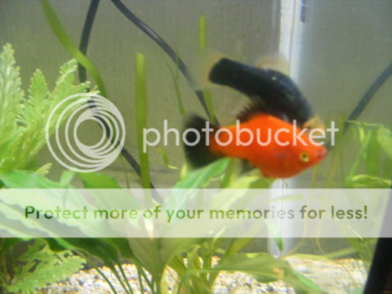 2008_0819fish0010.jpg