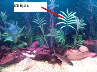 nonaquatic1.jpg