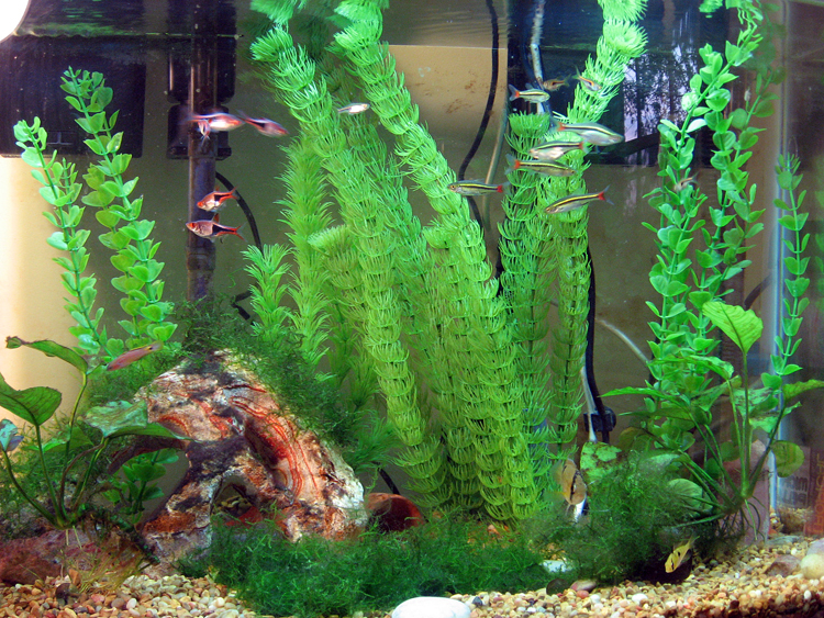 Aquarium_by_AphoticPhoenix.jpg