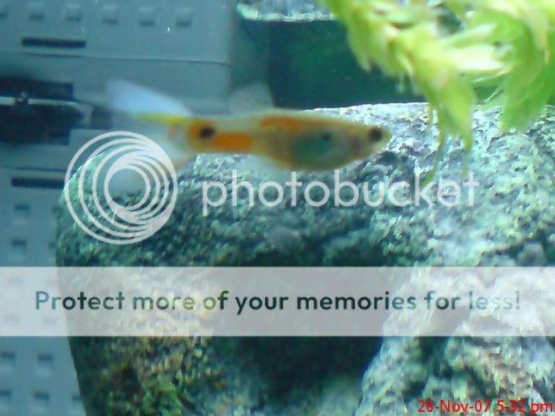 Wild_Guppy_2.jpg