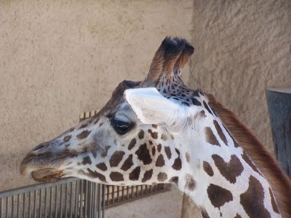 girraffe1.jpg