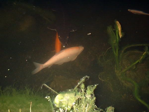 pond002.jpg