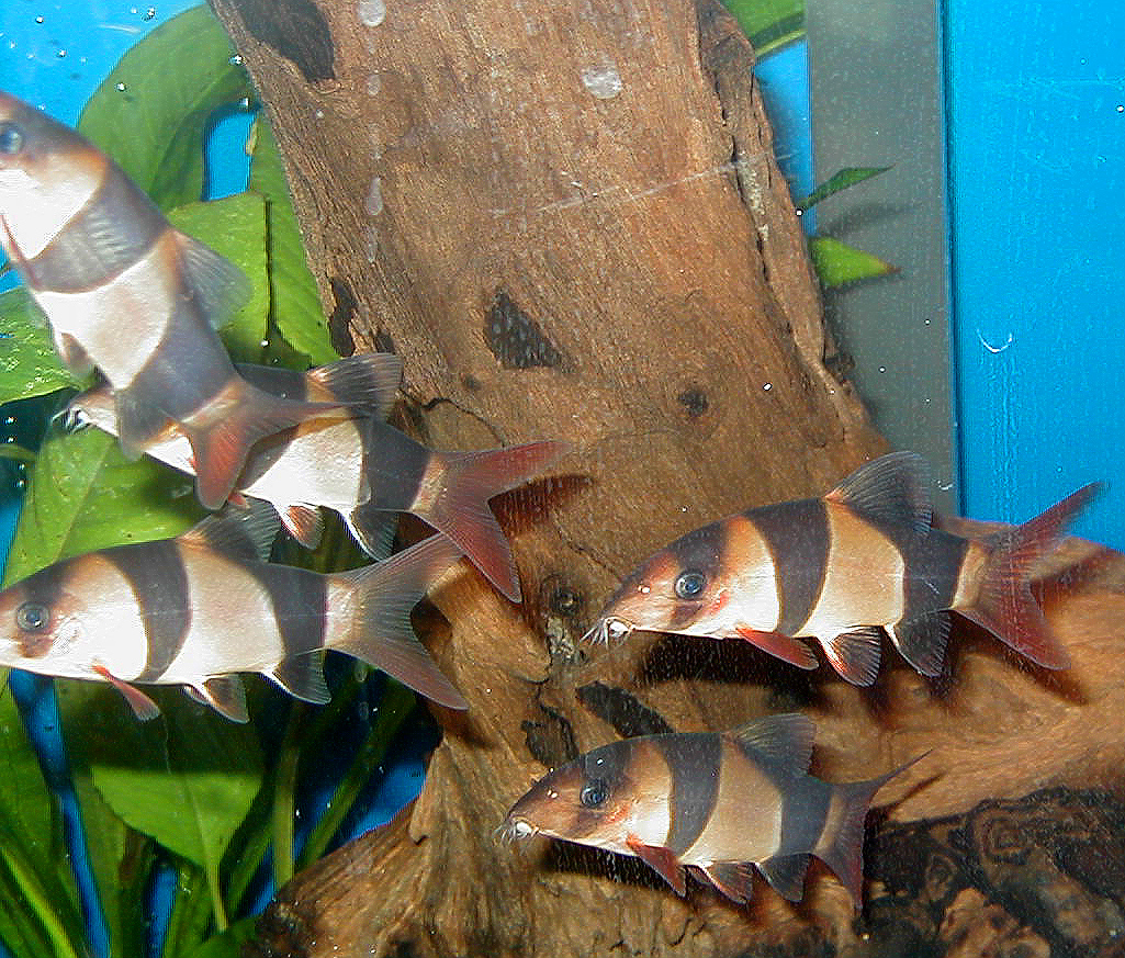 loach2.jpg