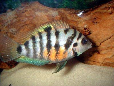 convict-cichlid-profile.jpg