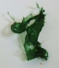 Algae.jpg