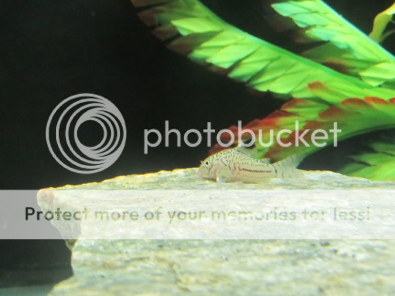 CanonPowerShotSX130IS-0009.jpg