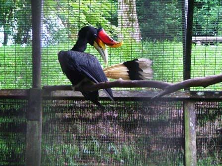 hornbill-zoo.jpg