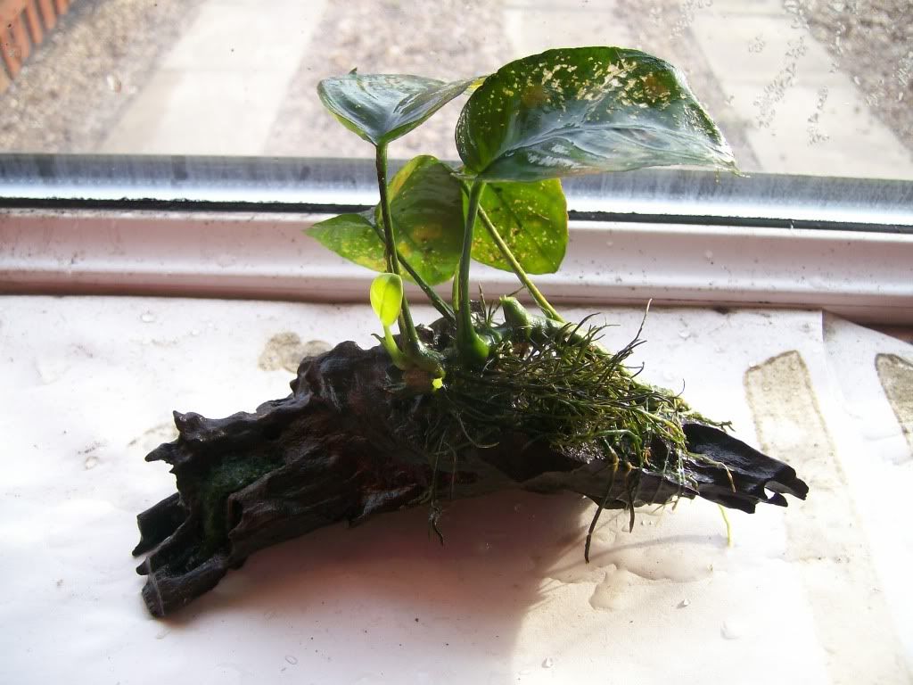 anubias003.jpg