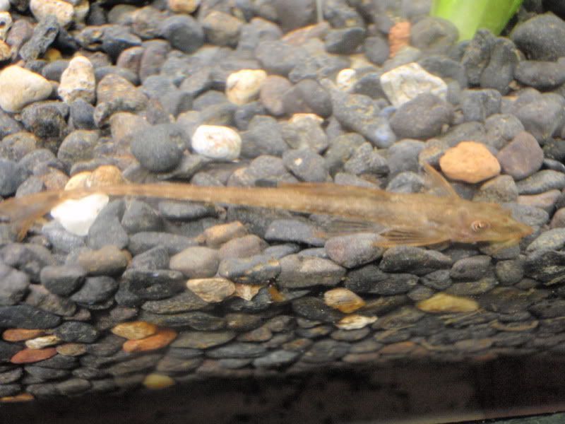 whiptail.jpg