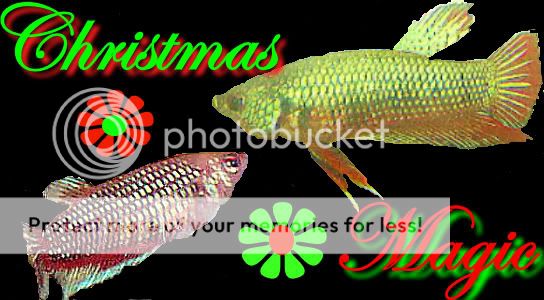 christmasmagic.jpg