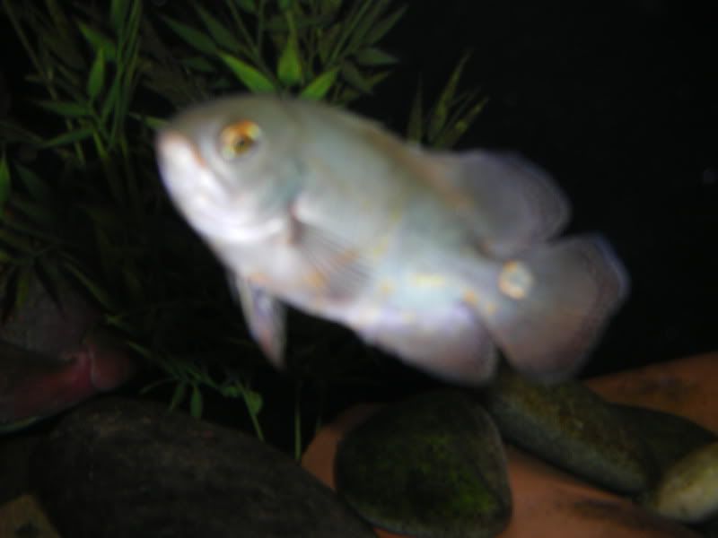 STH70162.jpg