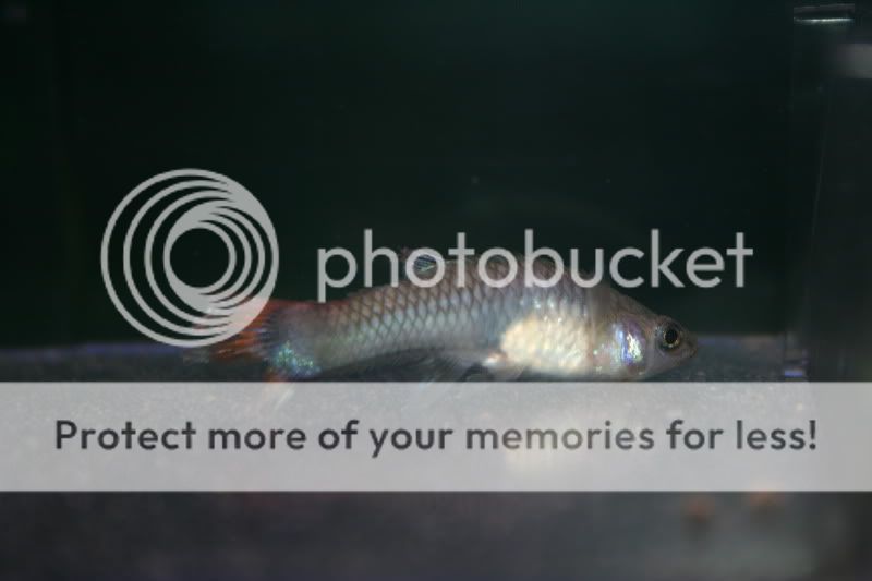 Guppi2.jpg