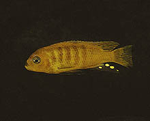 36-orange.JPG