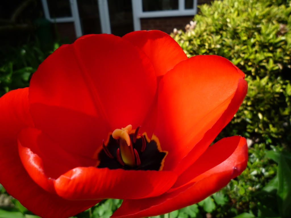 P1050176.jpg
