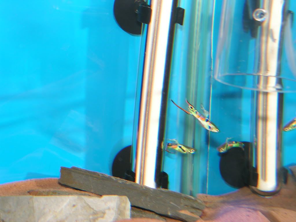 PICT0477.jpg